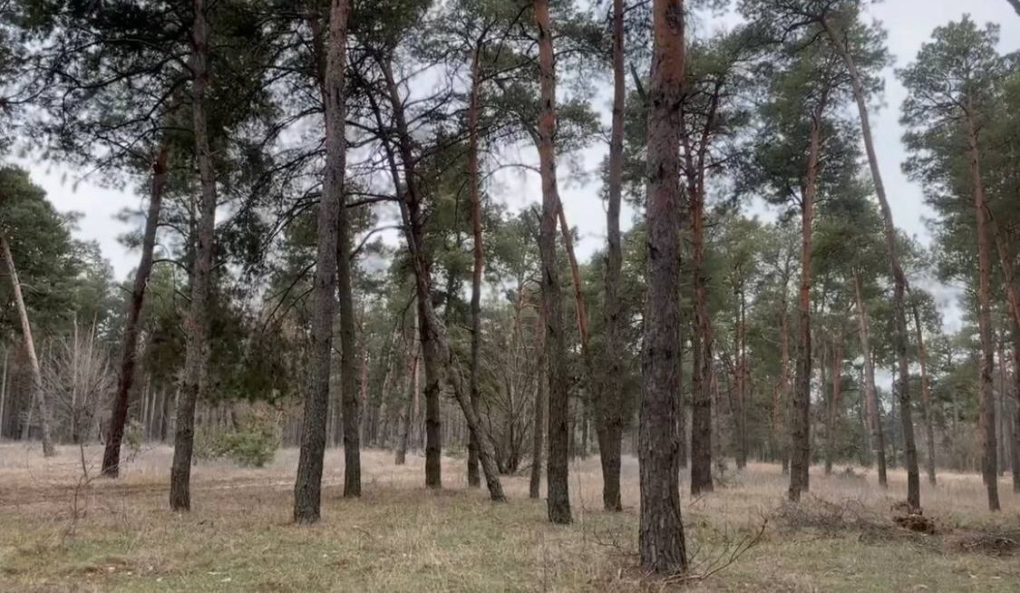 Прокурори на захисті державних інтересів: Збереження земель лісового фонду є пріоритетом для прокуратури Миколаївщини