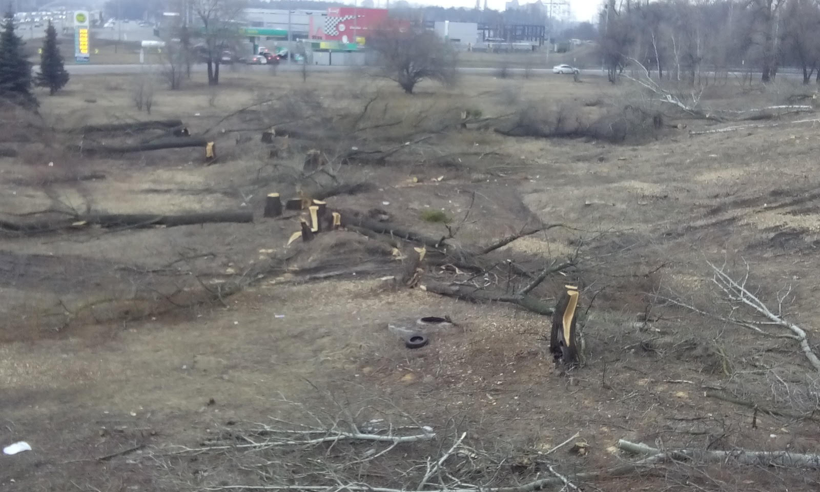 За позовом прокуратури комерційна структура відшкодує майже пів мільйона гривень за знищені зелені насадження