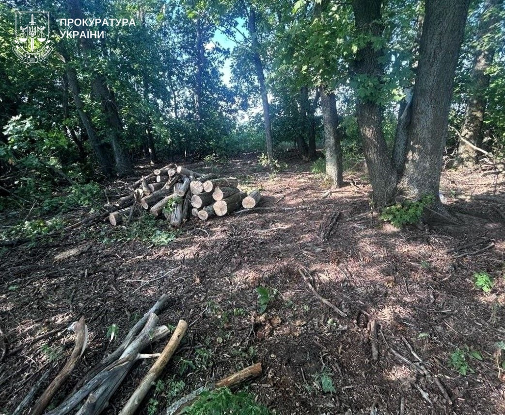 In Poltava region they will be tried a group of persons for illegal felling of trees for over UAH 3.6 million