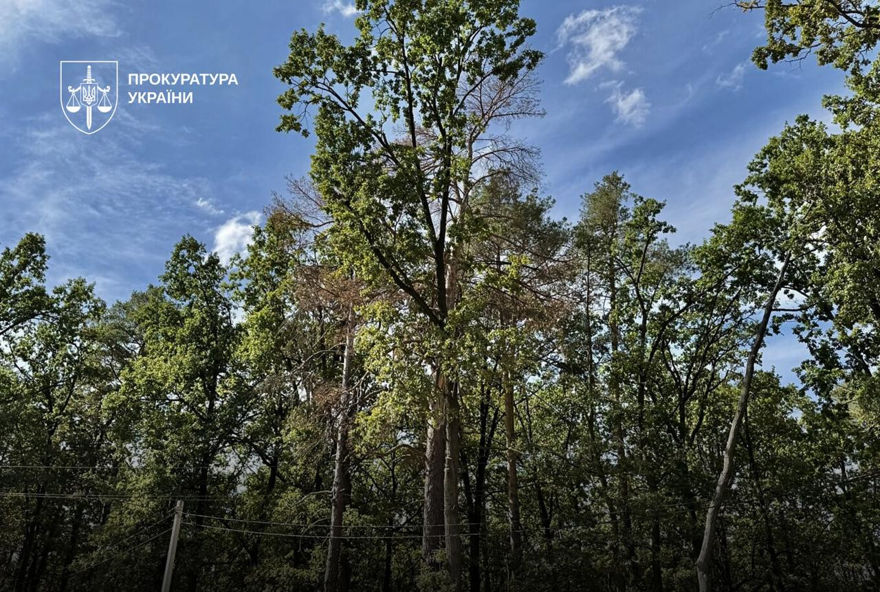 Заволодіння лісовими землями під Києвом:  викрито схему із землею в Ірпені на понад 8 млн грн
