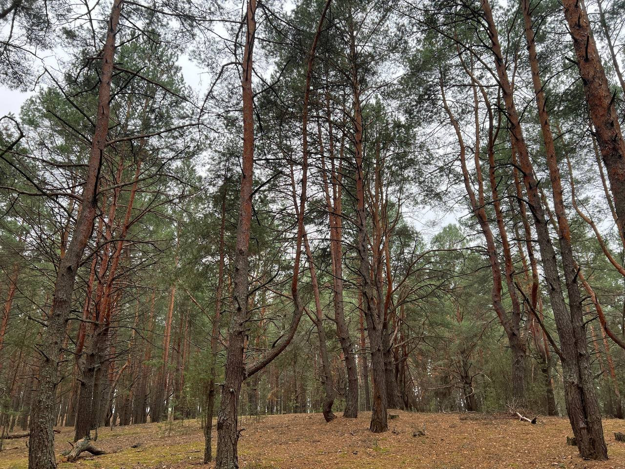 Прокурори на захисті державних інтересів: Ліси Чернігівщини у фокусі особливої уваги
