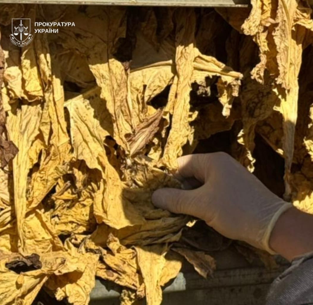 The head of an agricultural enterprise in Bukovina is suspected of creating an illegal line for growing and processing tobacco