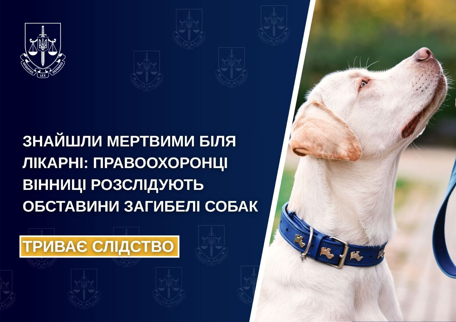 Знайшли тварин мертвими біля лікарні. Правоохоронці Вінниці розслідують обставини загибелі собак