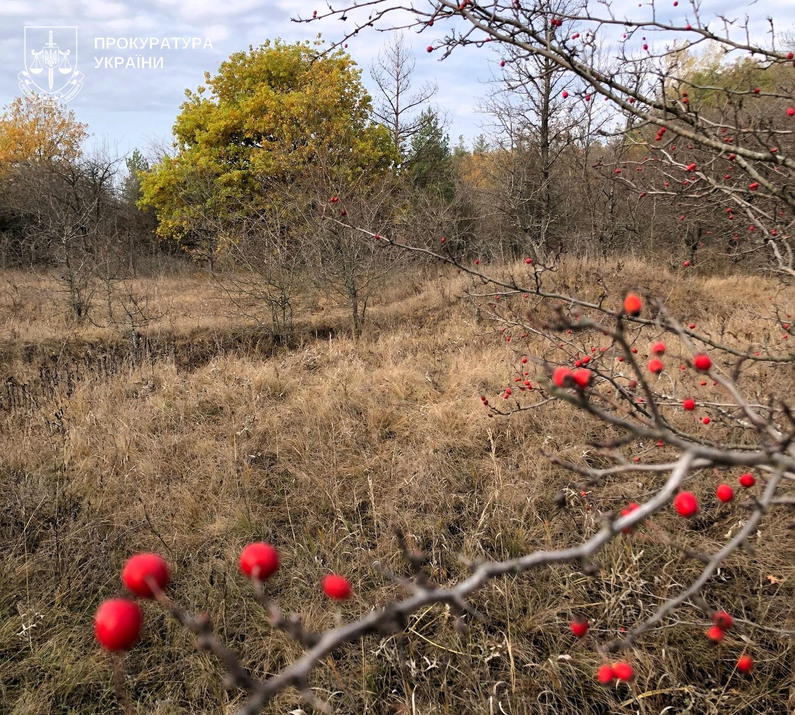 На Полтавщині прокуратура вимагає встановити межі ботанічного заказника «Зачепилівський» площею понад 800 га для захисту унікальної природи