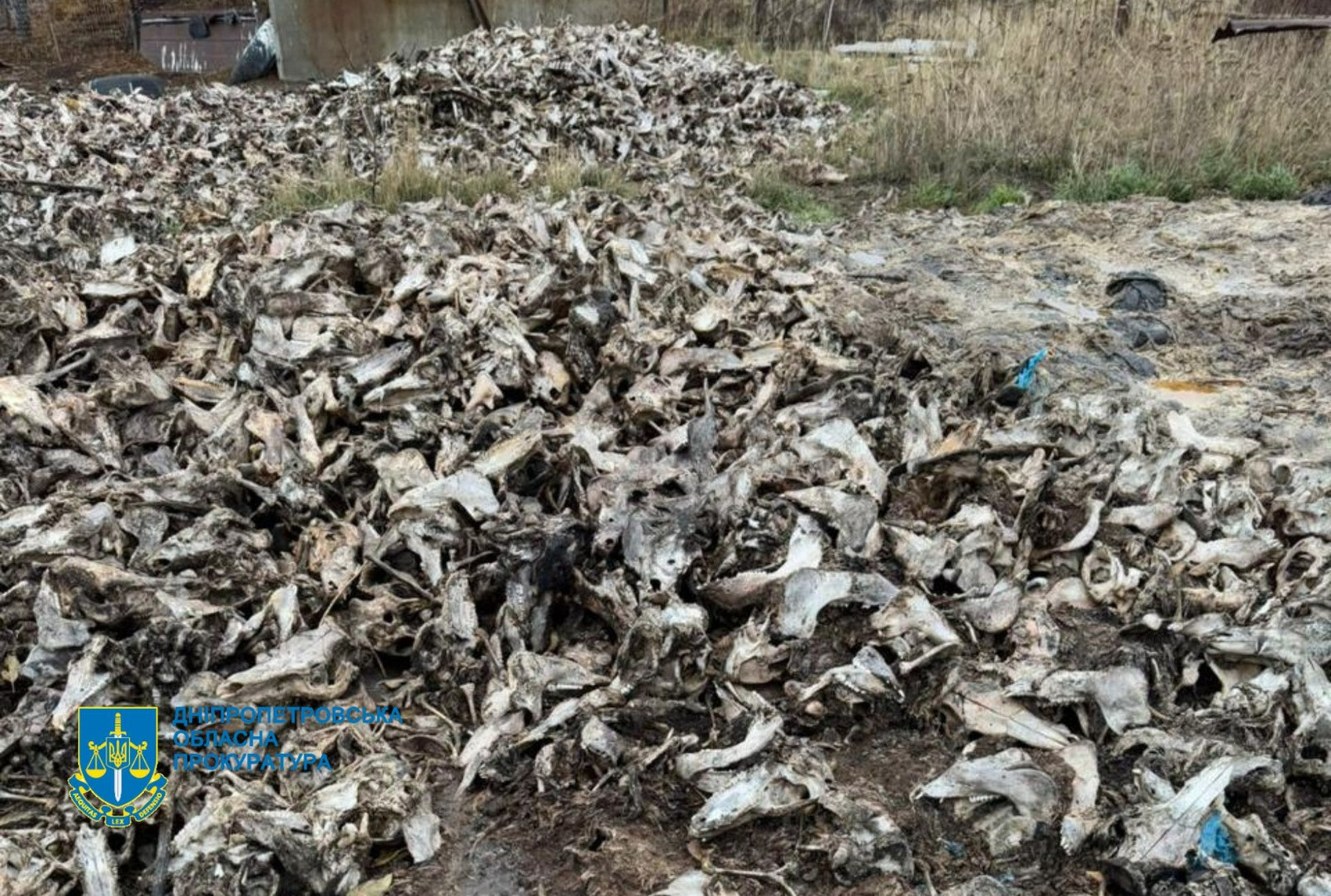 Забруднили тушами померлих тварин землі на Дніпропетровщині – судитимуть підприємців і фермера