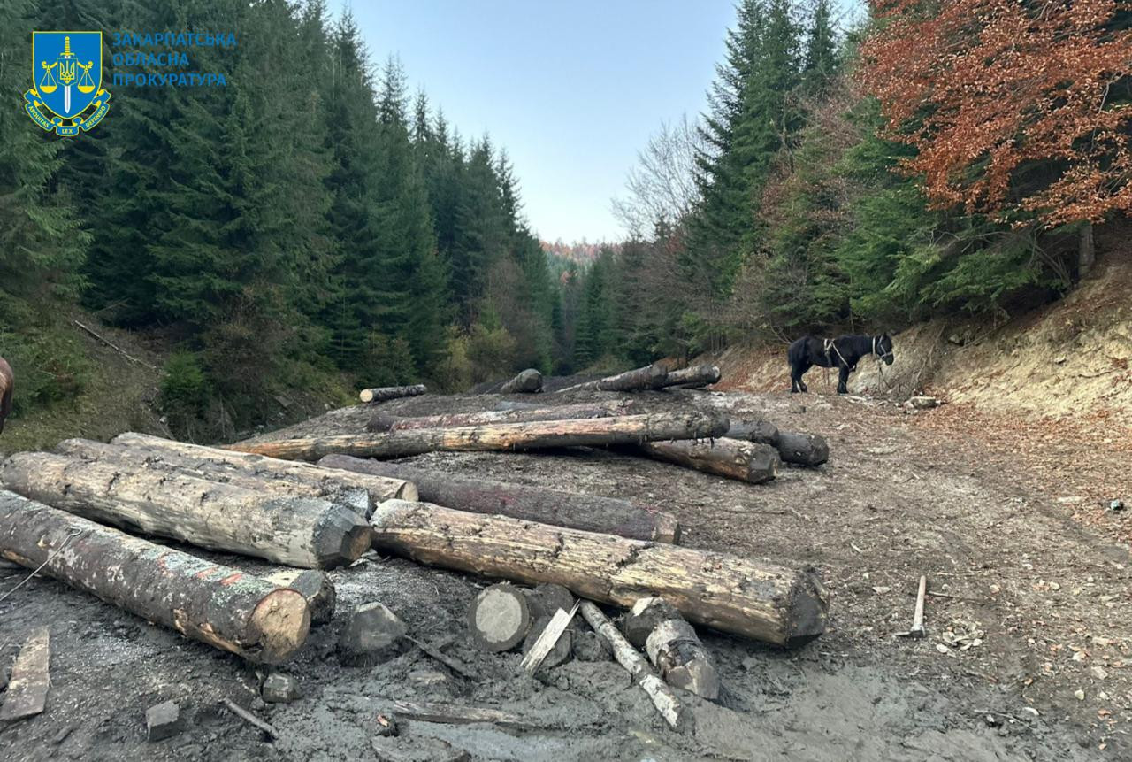 Незаконна рубка в Карпатах зі збитками 35,5 млн грн – судитимуть групу «чорних лісорубів»