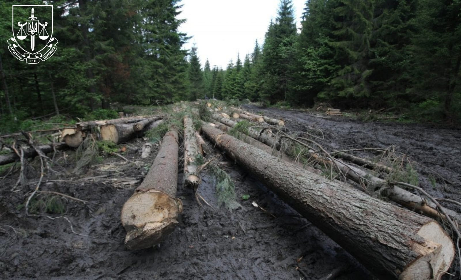 Незаконні порубки лісу на території природно-заповідного фонду зі збитками 3,4 млн грн – підозрюють майстра лісу на Прикарпатті