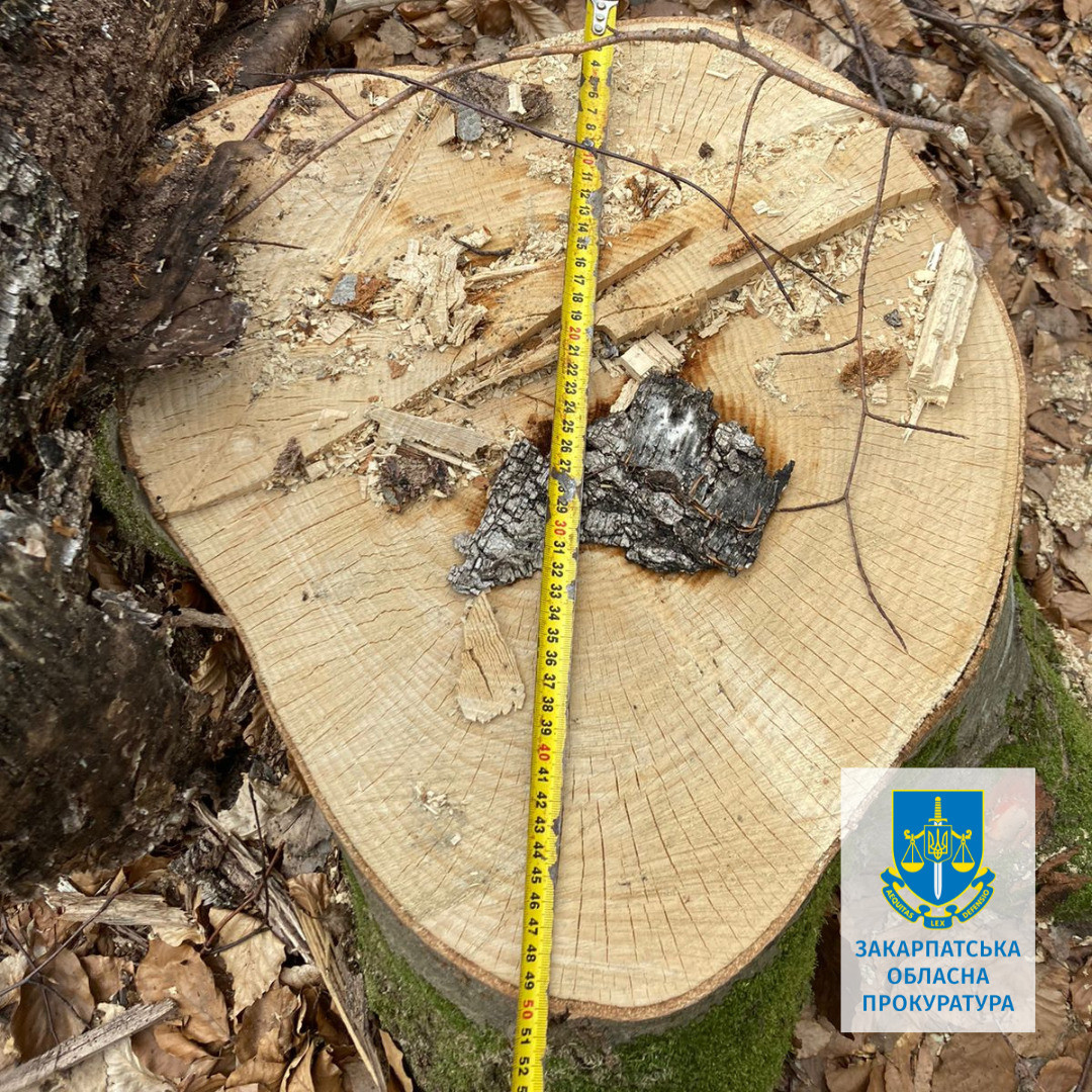Незаконні порубки лісу на понад 50 млн грн - на Закарпатті ексначальника лісгоспдільниці підозрюють у перевищенні повноважень