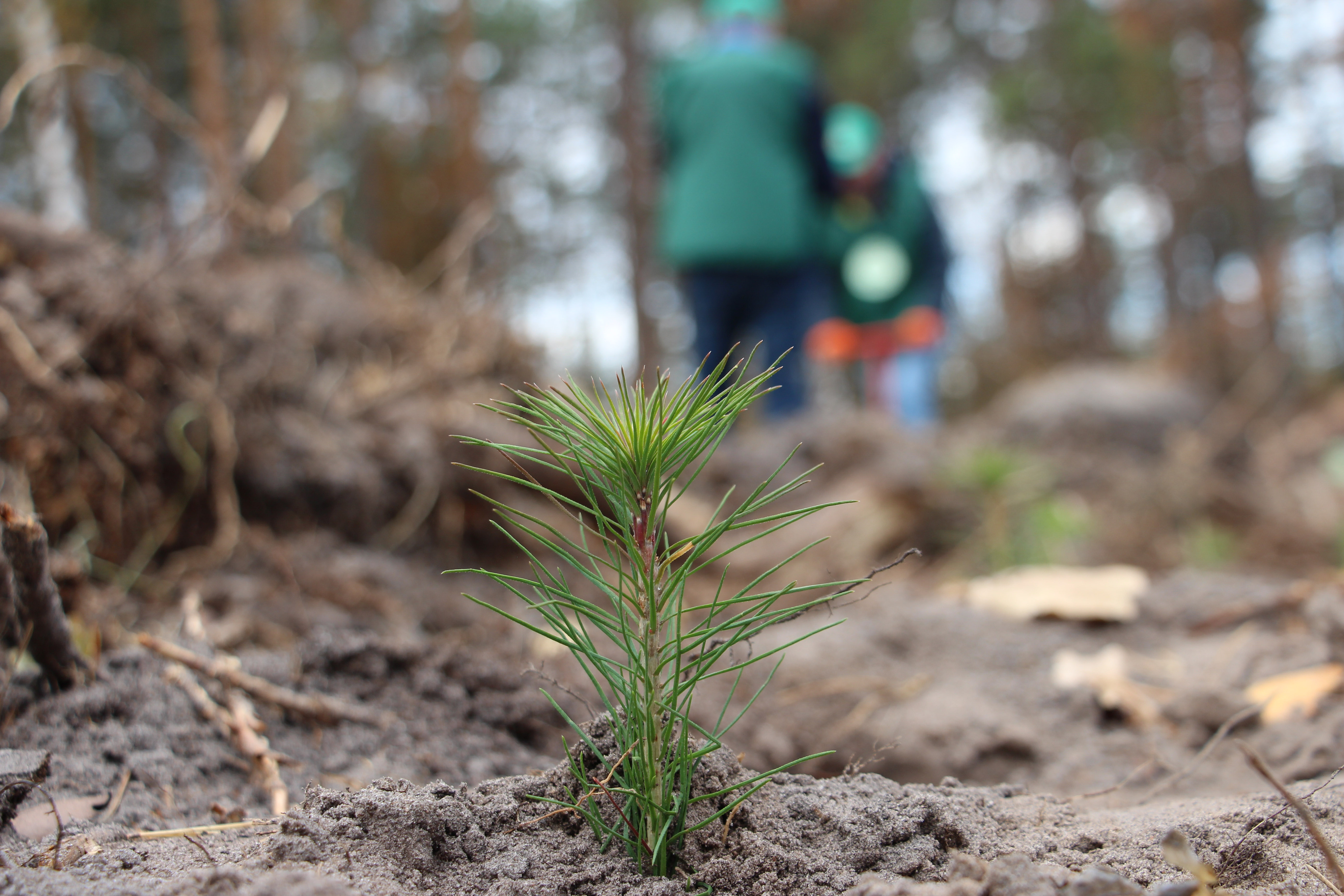 6 000 саджанців сосни - прокурори долучилися до акції «Створюємо ліси разом» (ФОТО)