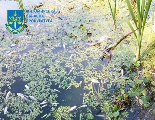 Понад 22 млн грн збитків через скид стічних вод у річку та масовий мор риби – у Житомирі судитимуть ексдиректора підприємства