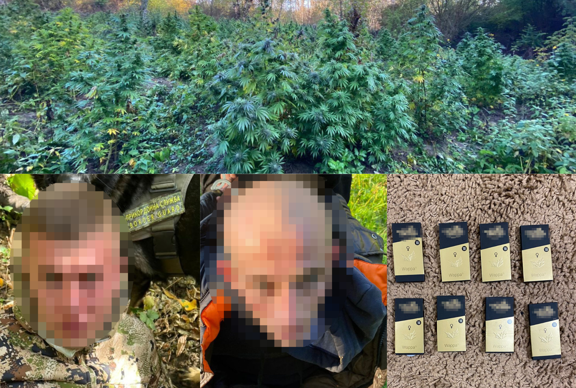 На Закарпатті судитимуть двох учасників організованої групи за вирощування конопель на 18 млн грн