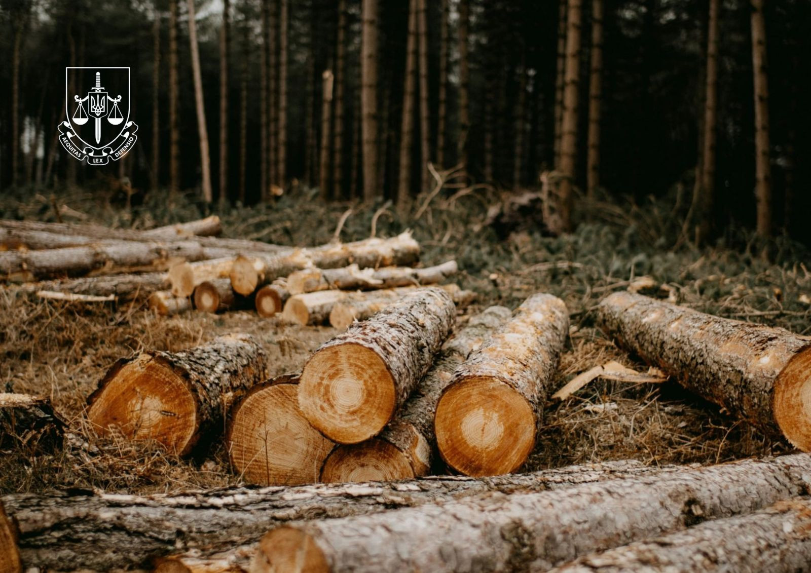 Трьом особам повідомлено про підозру за виведення лісових земель з держвласності